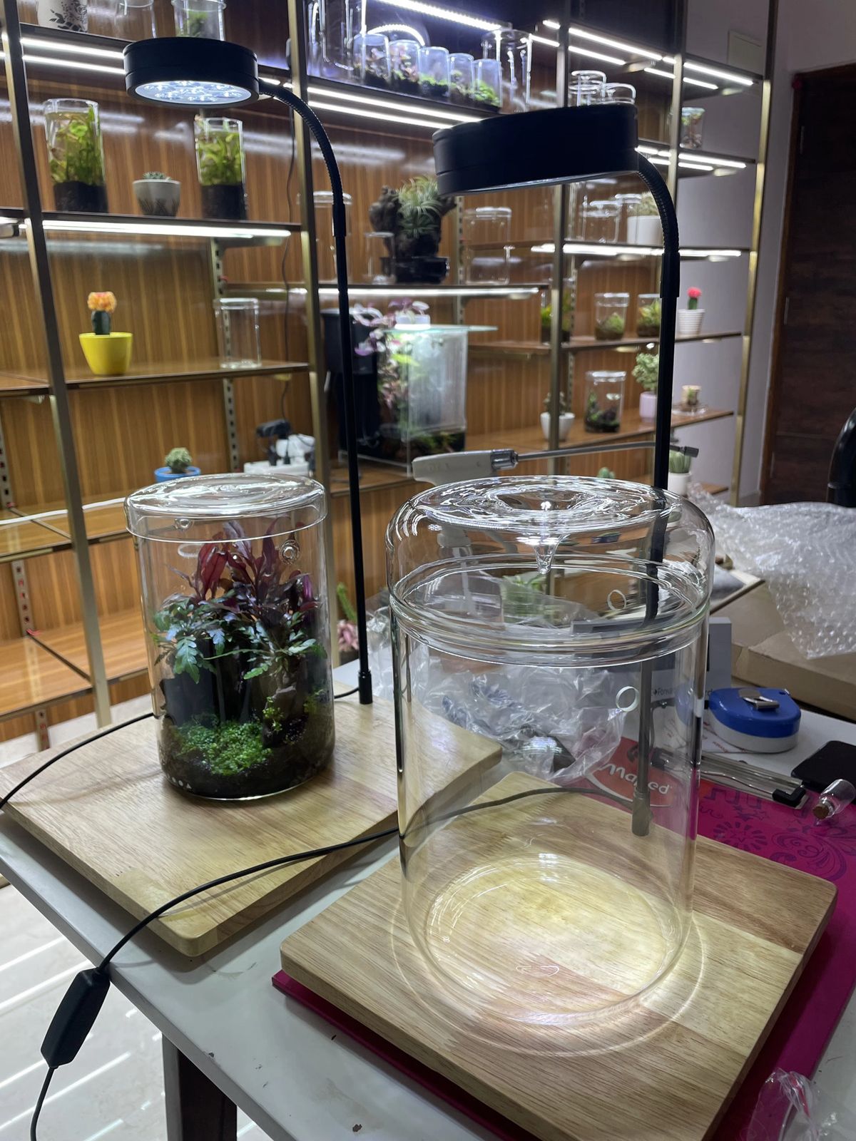 Terrarium 1