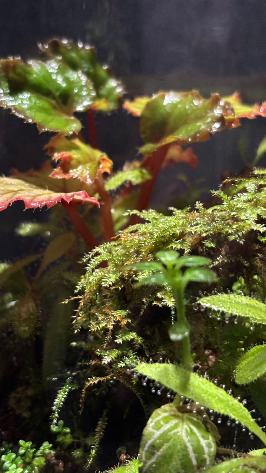 Terrarium 1