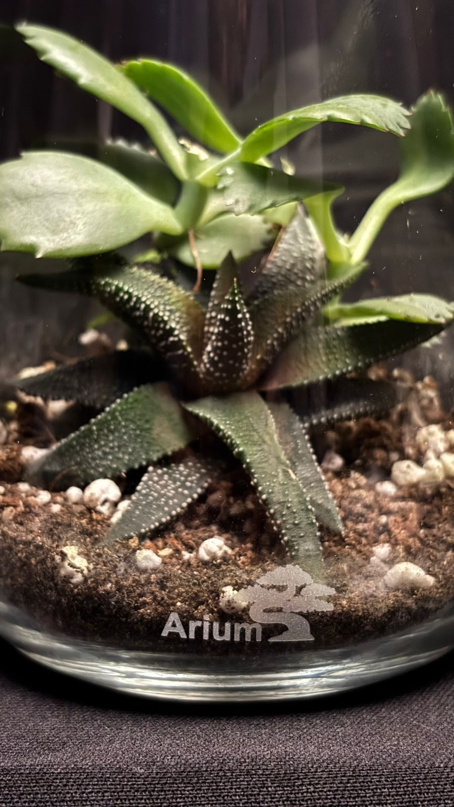 Terrarium 1