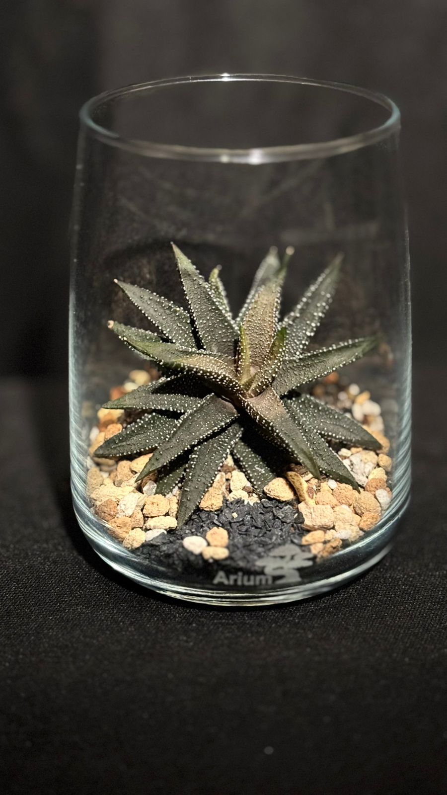 Terrarium 1