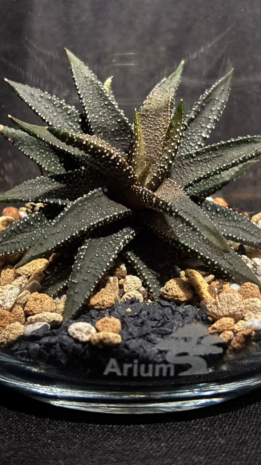 Terrarium 1