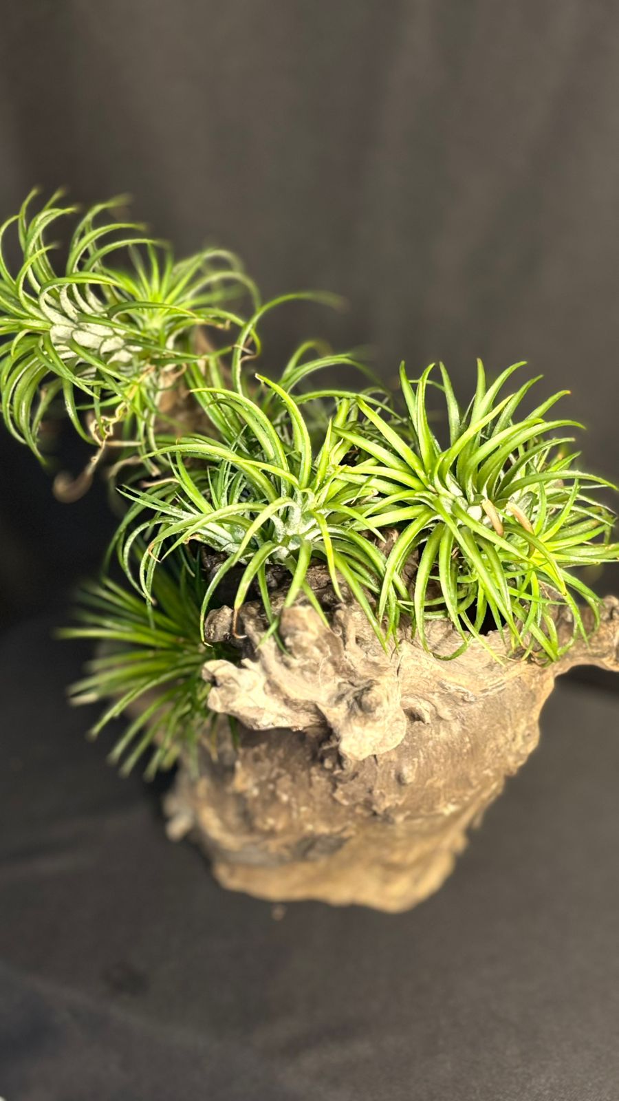 Terrarium 1