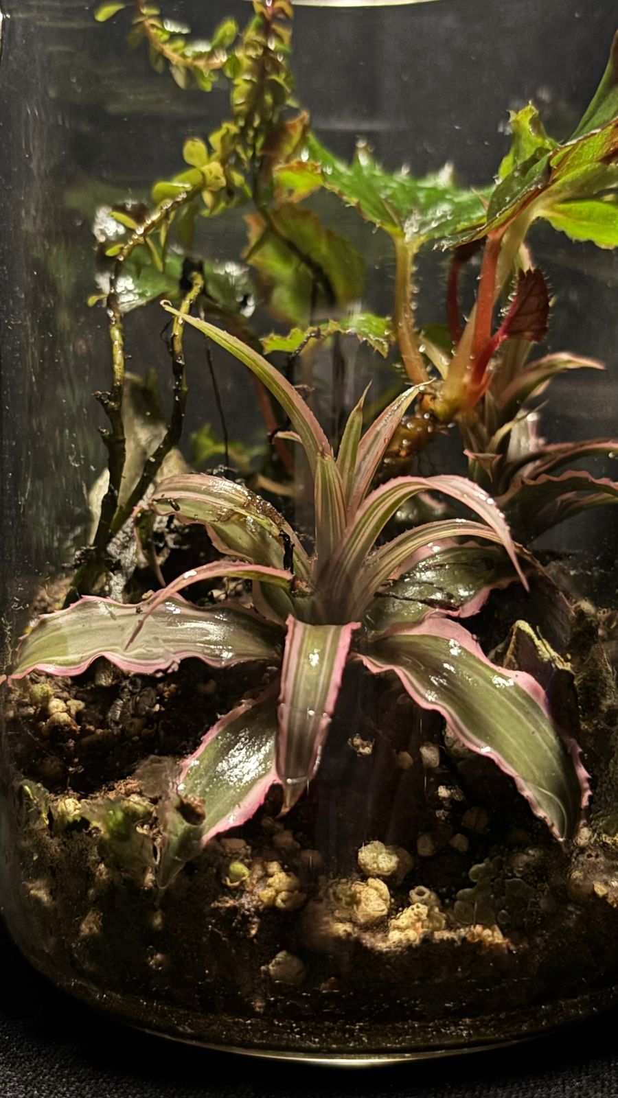 Terrarium 1