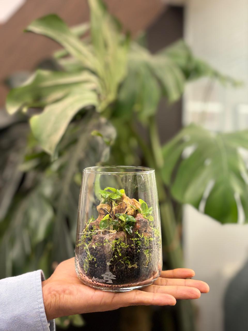 Terrarium 7