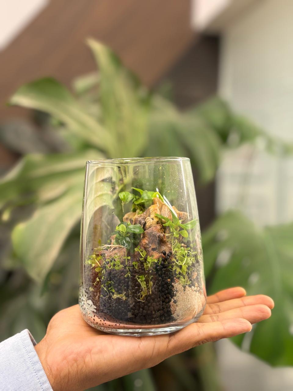 Terrarium 8